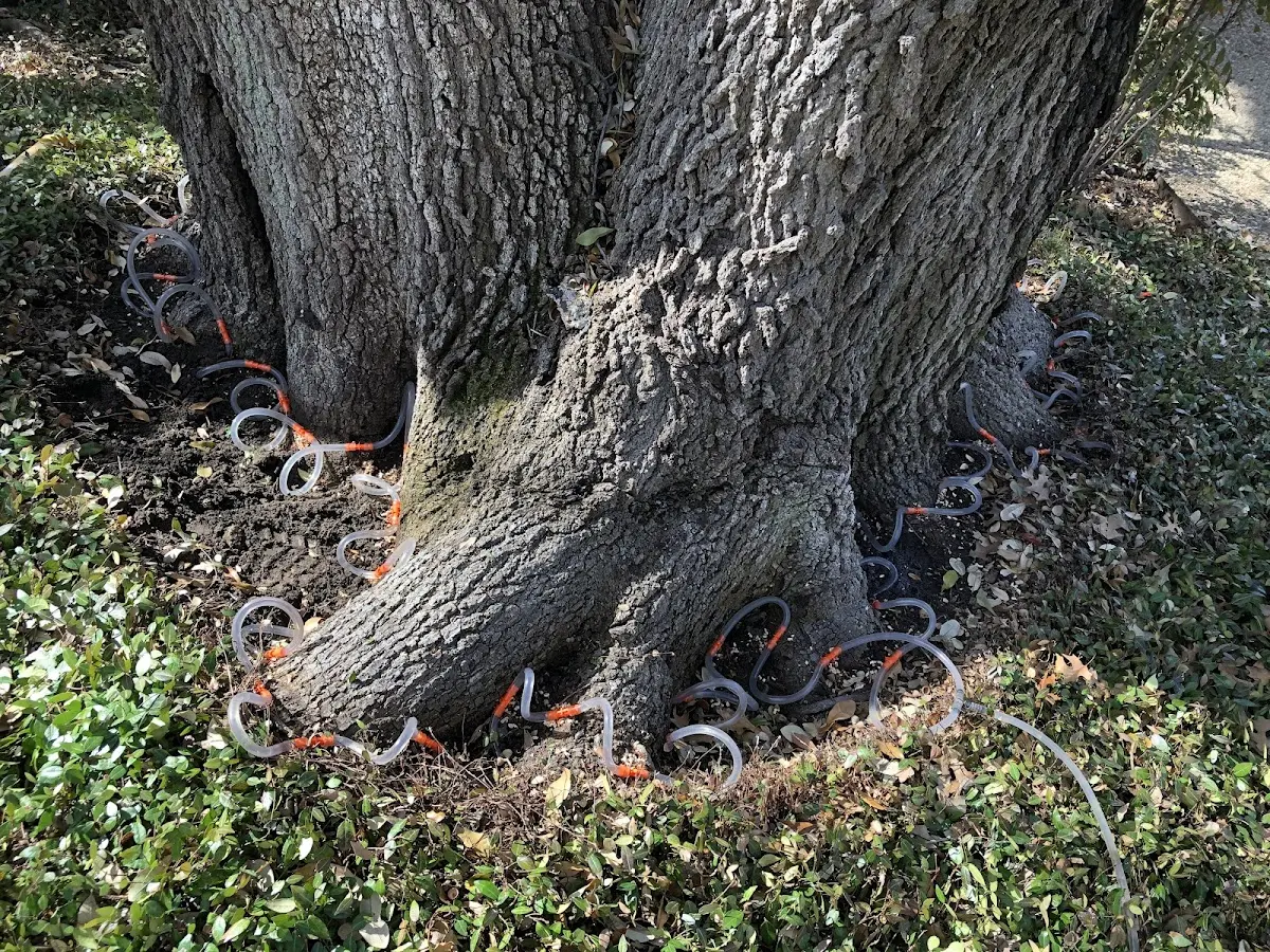 Detailed Tree Cabling and Bracing job site in Holly Bluff