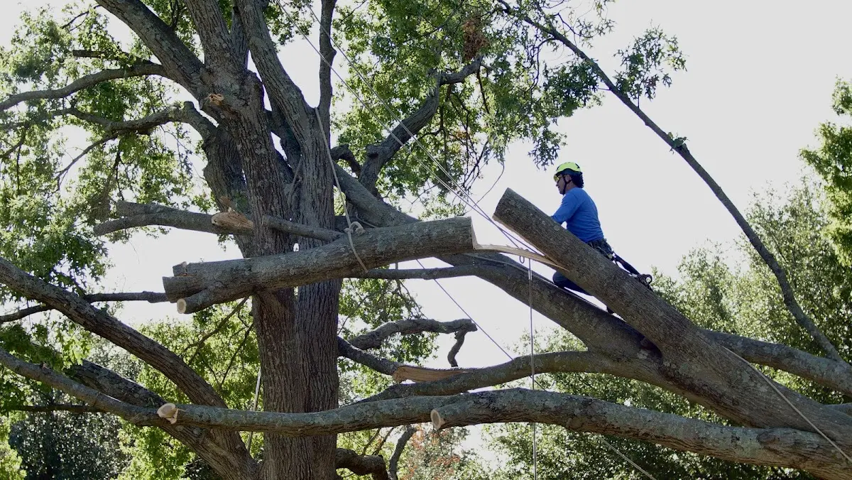 Professional Hazardous Tree Removal performed by certified arborists in Holly Bluff